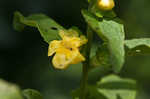 Mullein foxglove